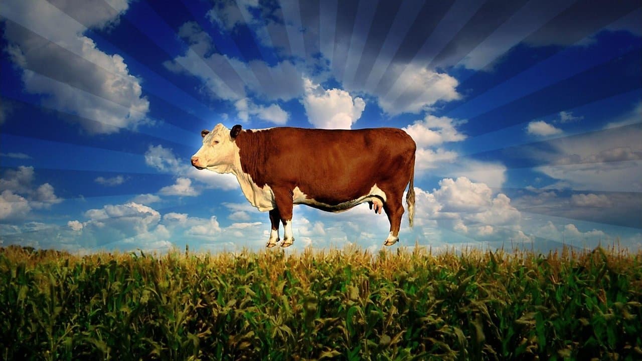 Backdrop de Food, Inc.