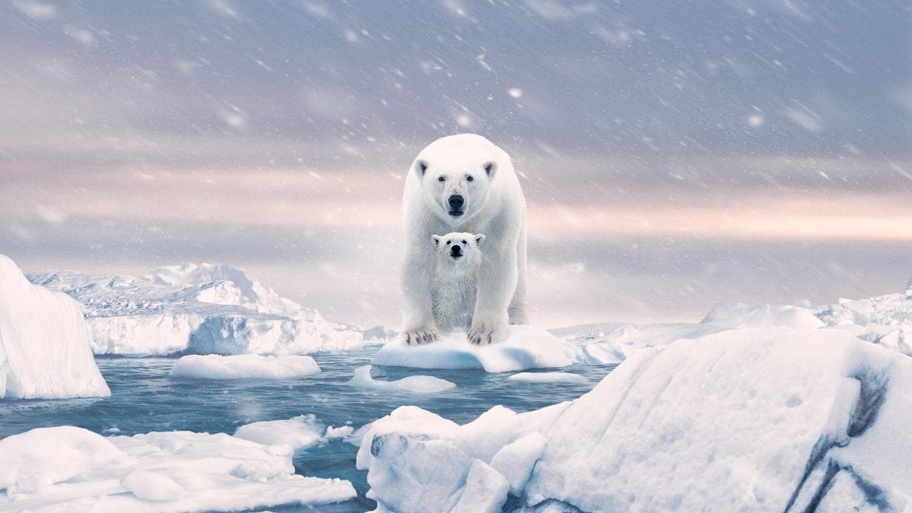 Backdrop de A Ursa Polar