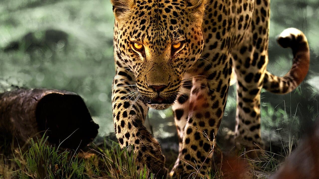 Backdrop de A Vida dos Leopardos