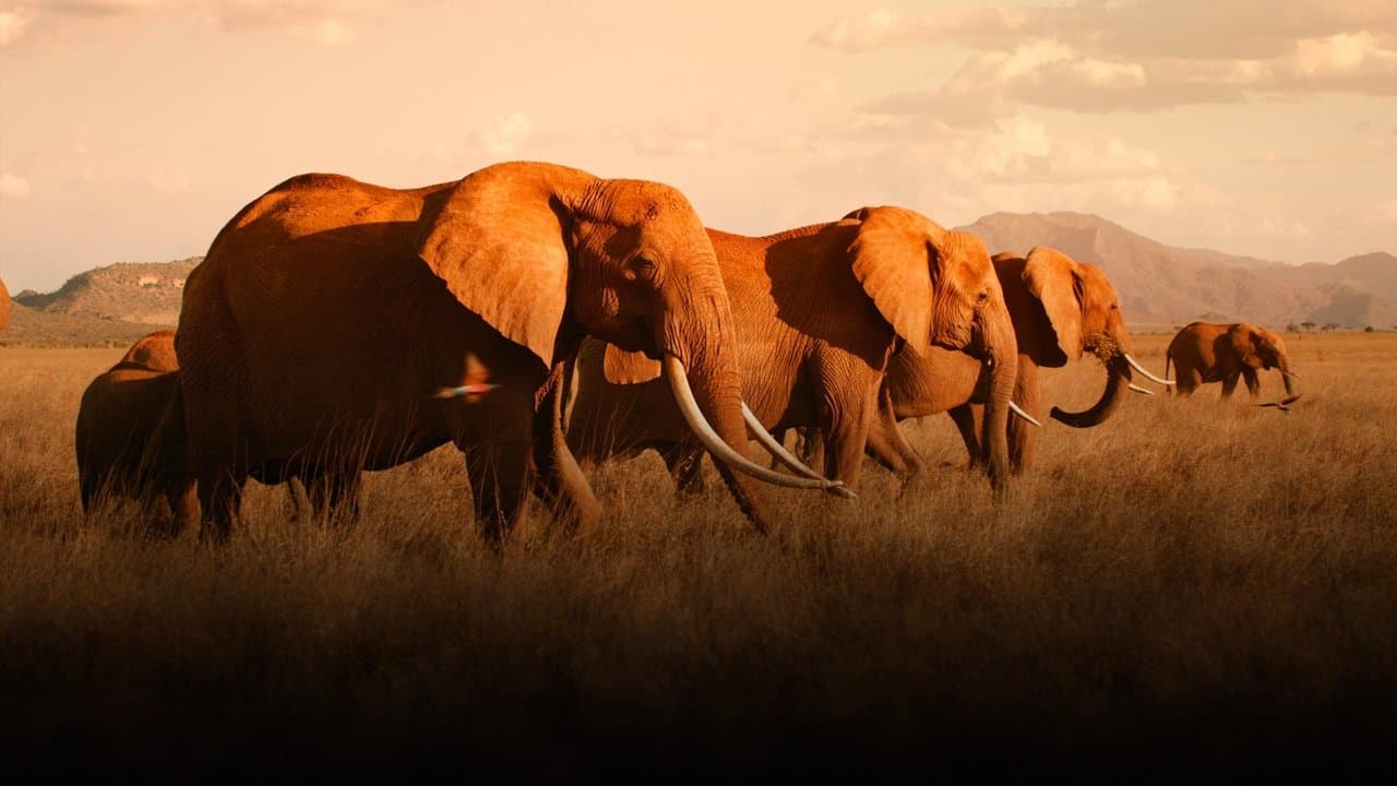 Backdrop de The Elephant Queen