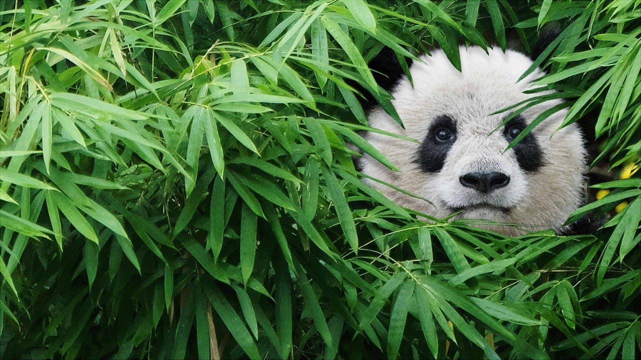 Backdrop de Pandas