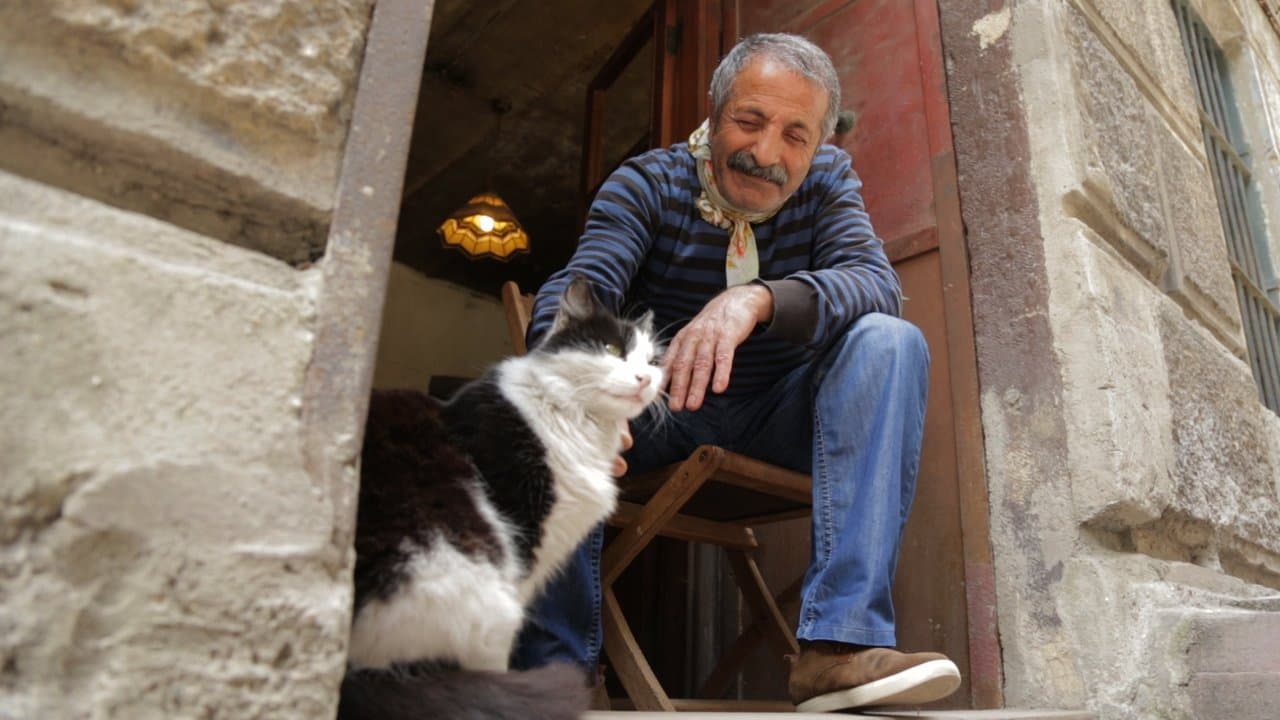 Backdrop de Nove vidas: Gatos em Istambul