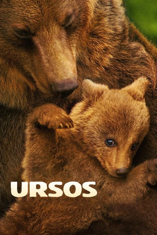 Poster de Ursos