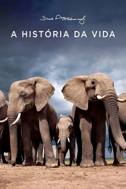 Poster de A História da Vida